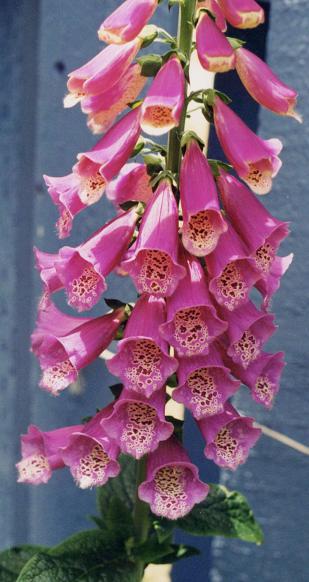 Close up of our favorite foxglove.