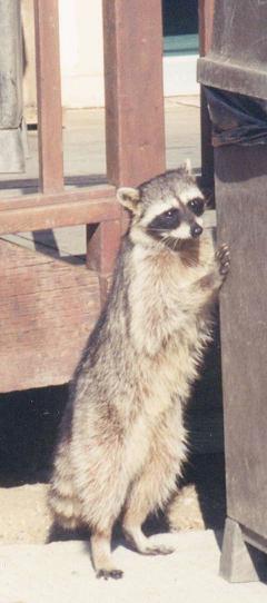 One of the locals we spotted on Angel Island